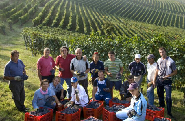 Vietti grid cropped